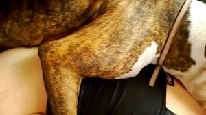 Приятная собака дрючит девку сзади