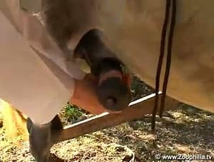 Врачиха ветеринар и хозяйка трахаются с конём