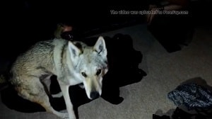 Зоо порно с волком 2019 года: Mysterious Darkness